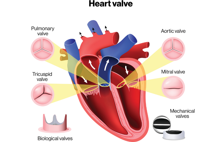 Valvular Heart Disease Treatments